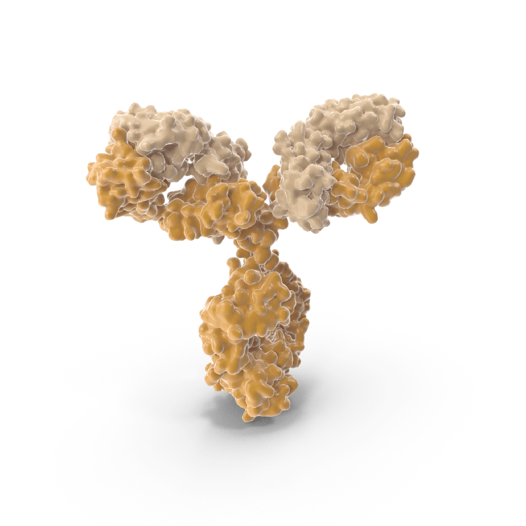 Rabbit antisize:Goat IgA Antibody HRP Conj µgated size: 1 mg