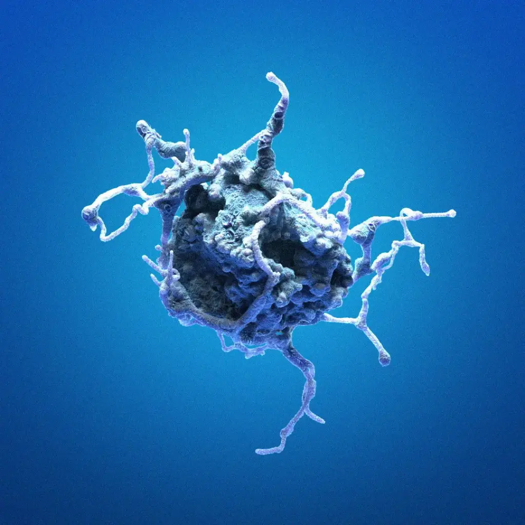 HK EGFP-Kleisin-beta Cells